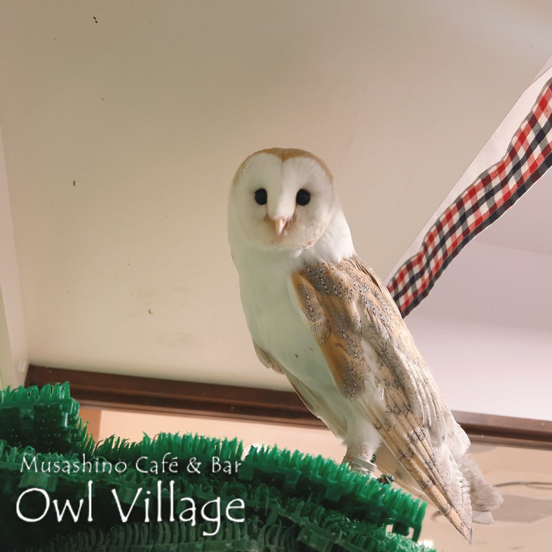 owl cafe harajuku down load free photo owl cafe photo 0121 Barn Owl