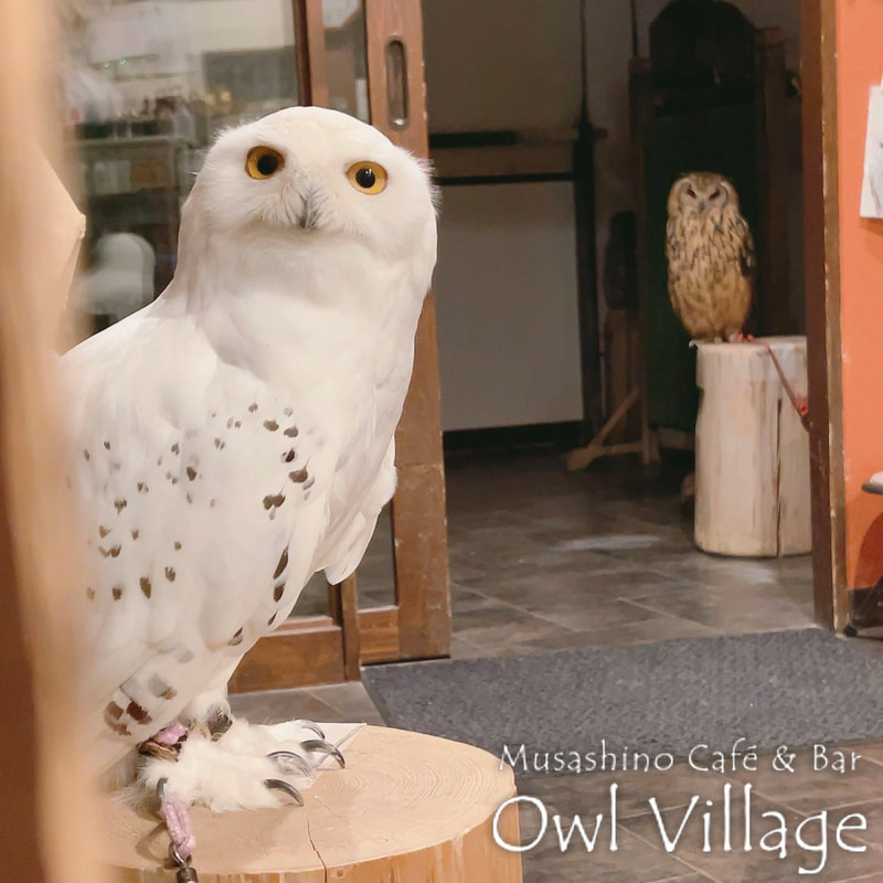 owl cafe harajuku down load free photo owl cafe photo 0122 Snowy Owl