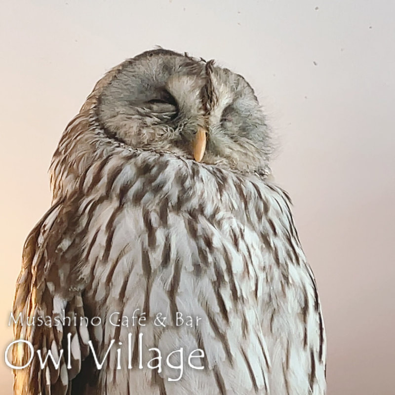 owl cafe harajuku down load free owl cafe photo 0124Ural Owl × Tawny Owl