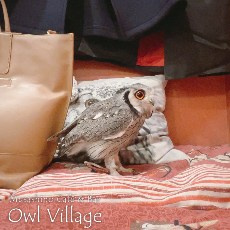 owl cafe harajuku down load free photo owl cafe photo 0124 White-Faced Scops Owl