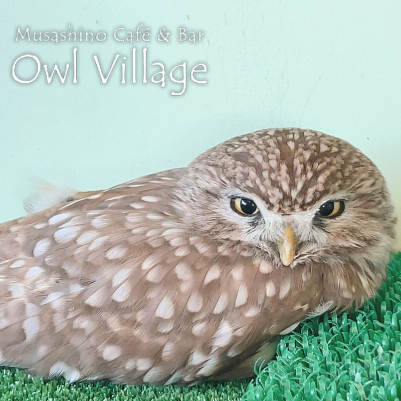 owl cafe harajuku down load free photo owl cafe photo 0129 Little Owl