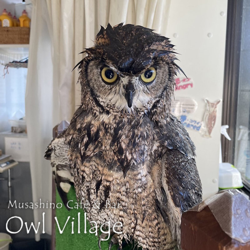 owl cafe harajuku down load free photo 0130 African Eagle Owl
