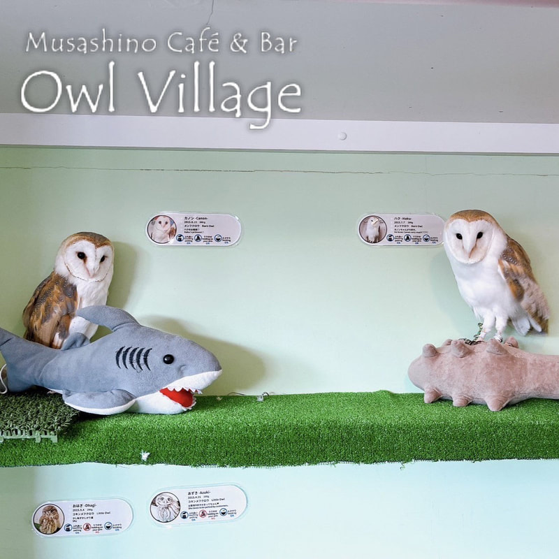 owl cafe harajuku down load free photo owl cafe photo 0217 Owl Barn Owl