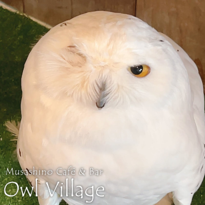 owl cafe harajuku down load free photo owl cafe photo 0219 Snowy Owl