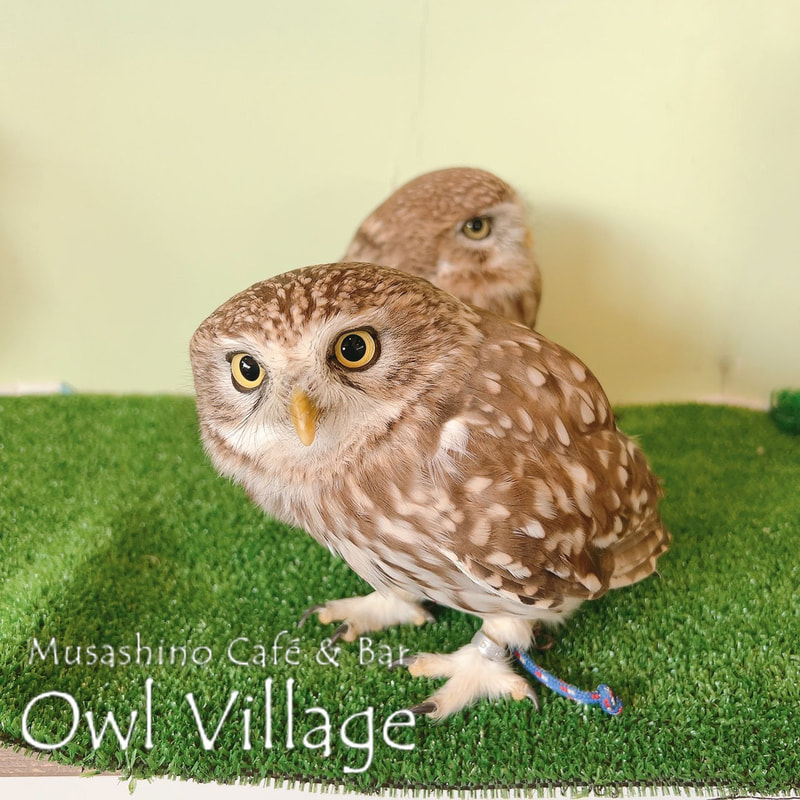 owl cafe harajuku down load free photo owl cafe photo 0224 Little Owl