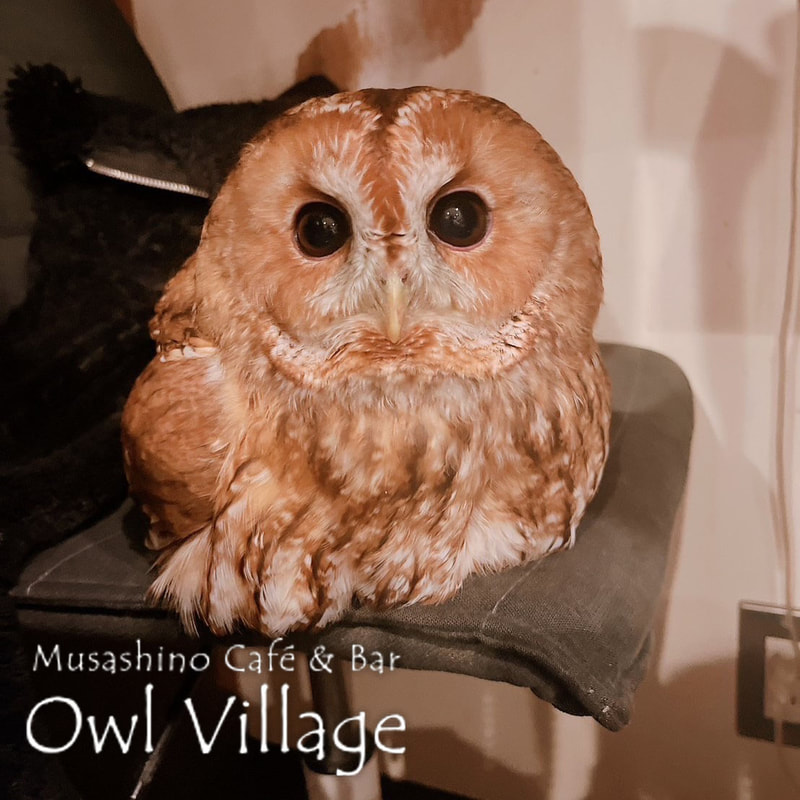 owl cafe harajuku down load free photo owl cafe photo 0225 Tawny Owl