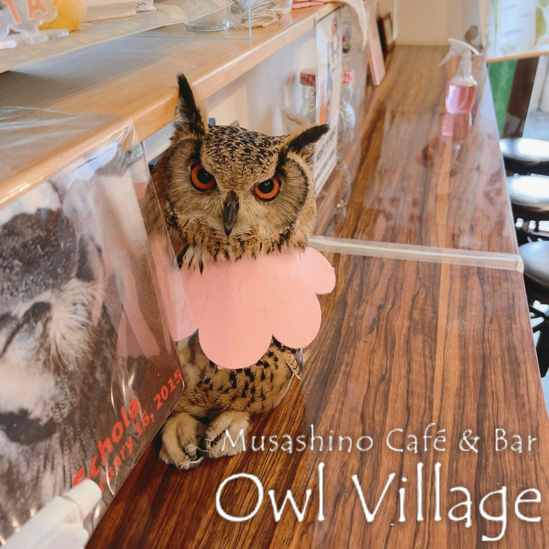 owl cafe harajuku down load free photo owl cafe photo 0306 Indian Eagle Owl