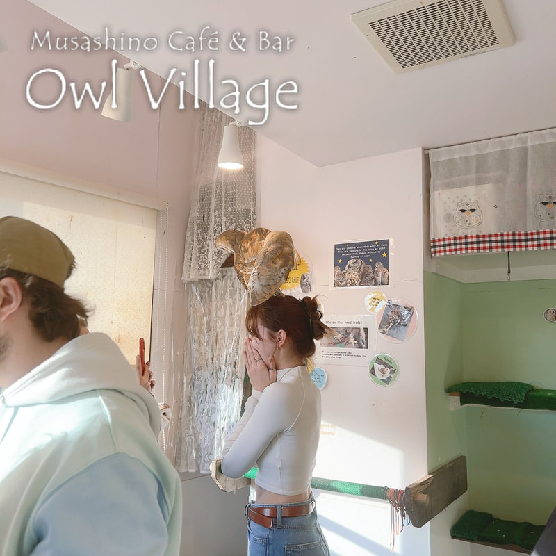 owl cafe harajuku down load free photo owl cafe photo 0310 Barn Owl