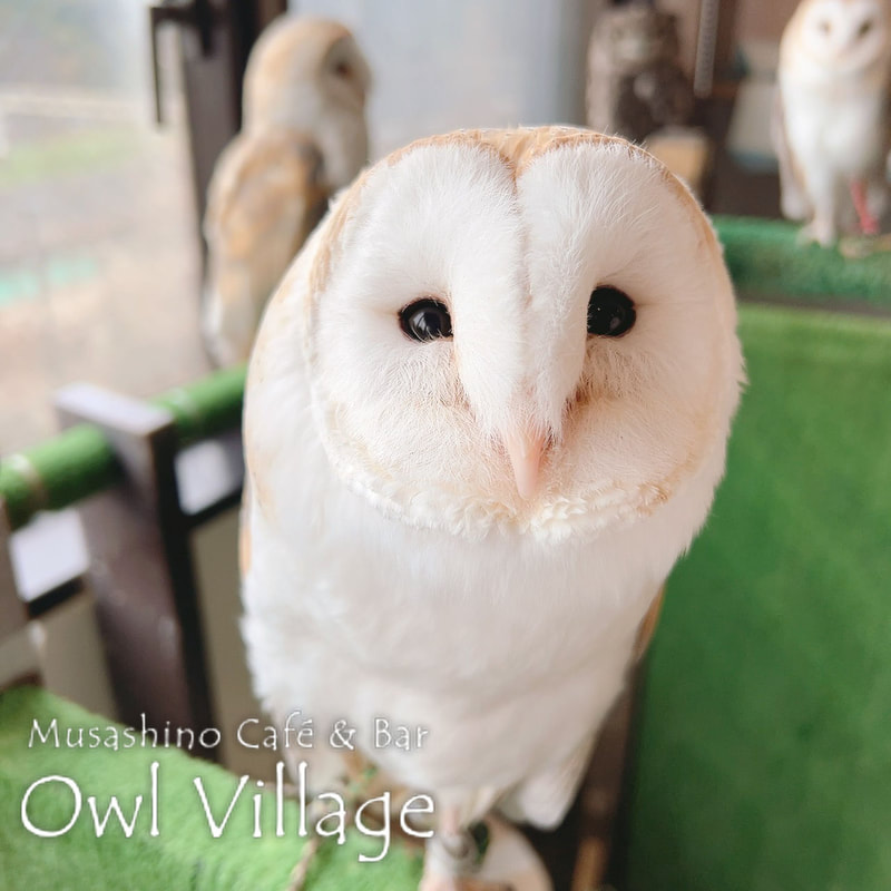 owl cafe harajuku down load free photo owl cafe photo 0315 Barn Owl