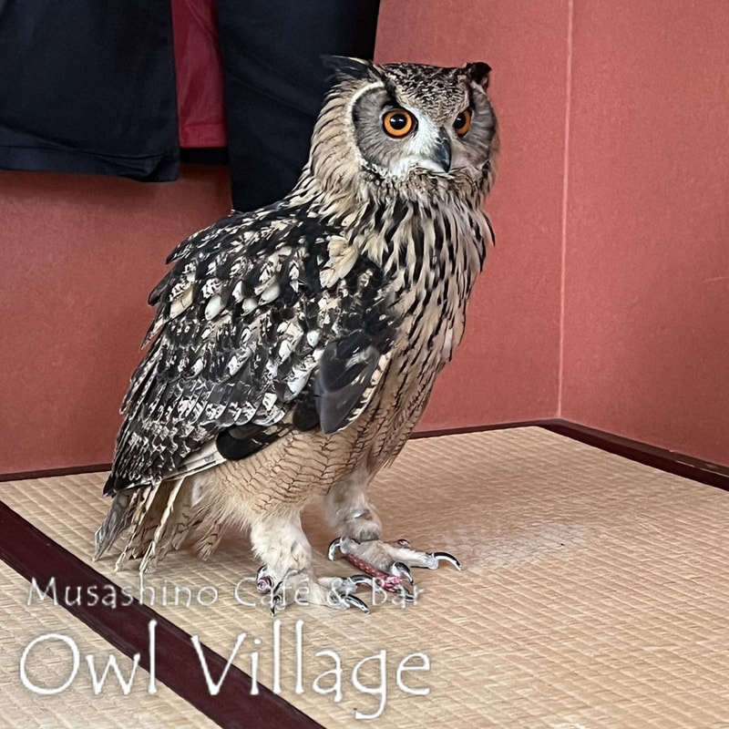 owl cafe harajuku down load free photo owl cafe photo 0317 Indian Eagle Owl