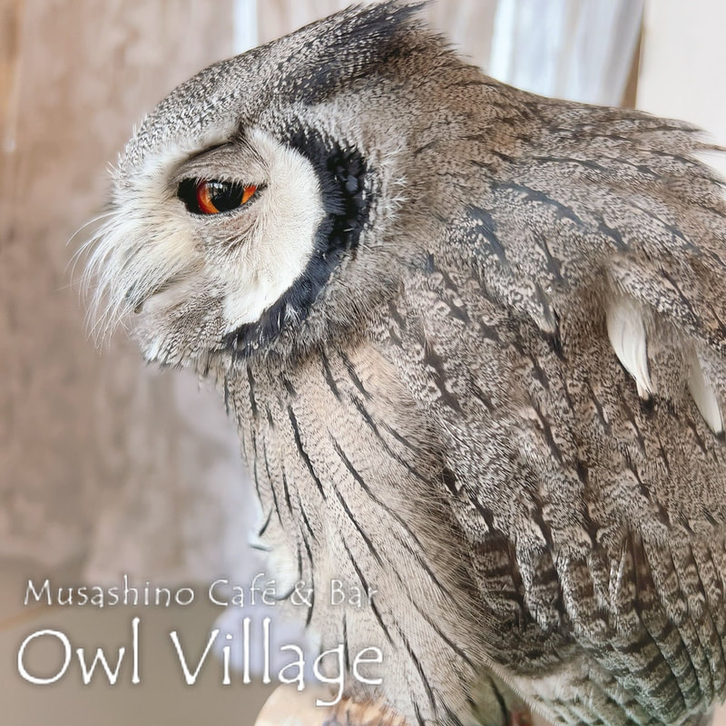 owl cafe harajuku down load free photo owl cafe photo 0321 White-Faced Scops Owl