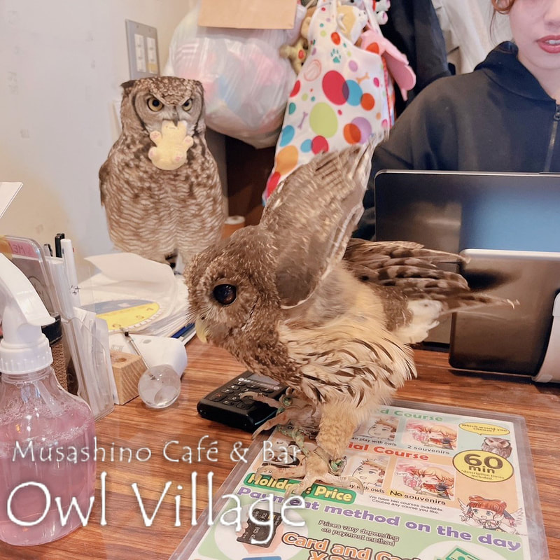 owl cafe harajuku down load free photo owl cafe photo 0323 Mottled Owl Spotted Eagle Owl