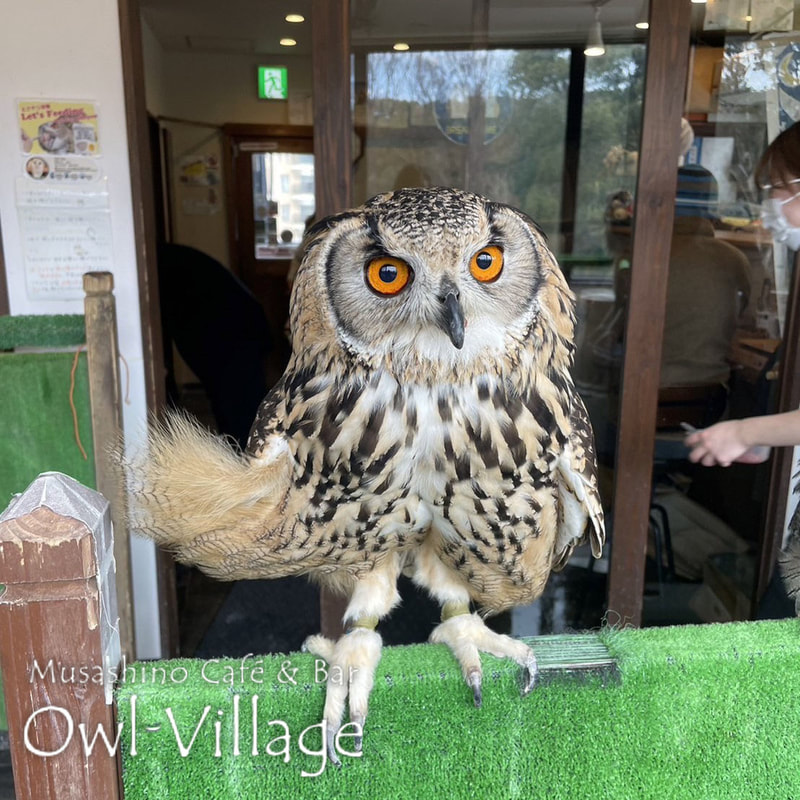 owl cafe harajuku down load free photo owl cafe photo 0325 Indian Eagle Owl