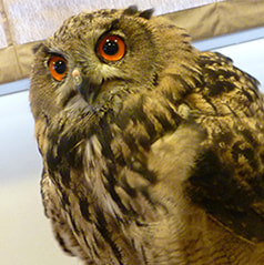 owl cafe harajuku Eurasian Eagle owl-Bob
