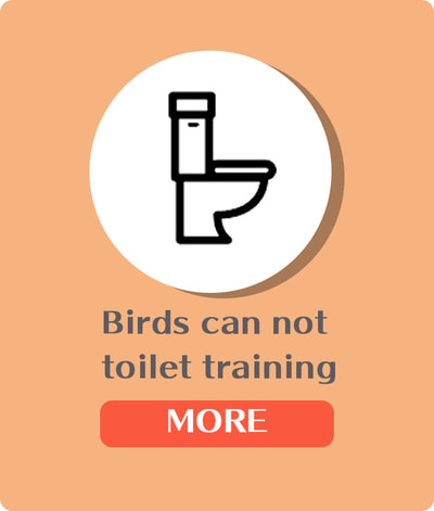owlcafe harajuku birds can not toilet training 