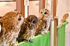 owlcafe harajuku what can i do in the shop?can i touch the owwl's