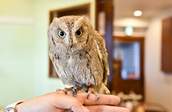 owl cafe harajuku question7