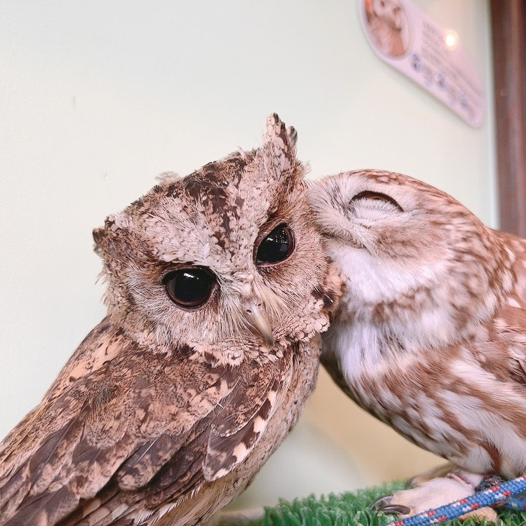 owl cafe harajuku  photo owlvillage　maintenance  Little Owl