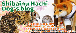 This blog is written by Shiba Inu hachi. Siba inu who is not good at English. If you are good at English, please translate.