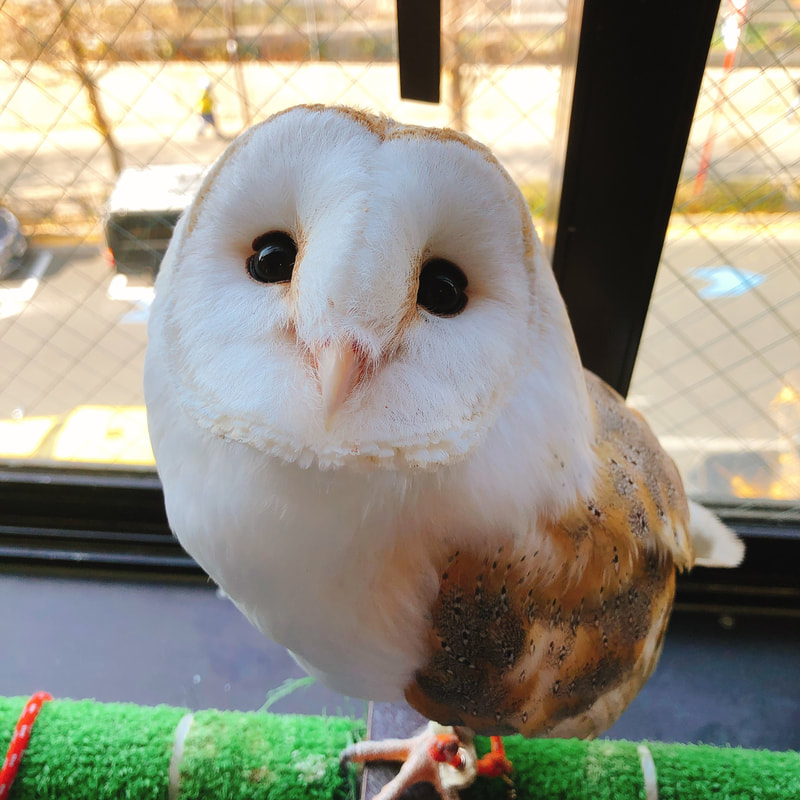 Barn Owl - Male - Owl Cafe - Harajuku - Shibuya - Tokyo - Cute - Birds of Prey -