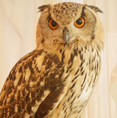owl cafe harajuku Indian Eagle owl-Kukku