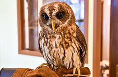 owl cafe harajuku owls question2 Mottled Owl