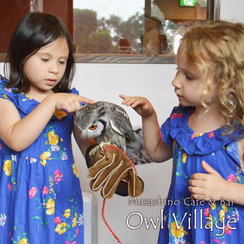 owl cafe harajuku in tokyo social distance-Northern White-faced Owl　with 2girls sister