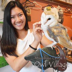 owl cafe harajuku in tokyo social distance-women touch Barn owl
