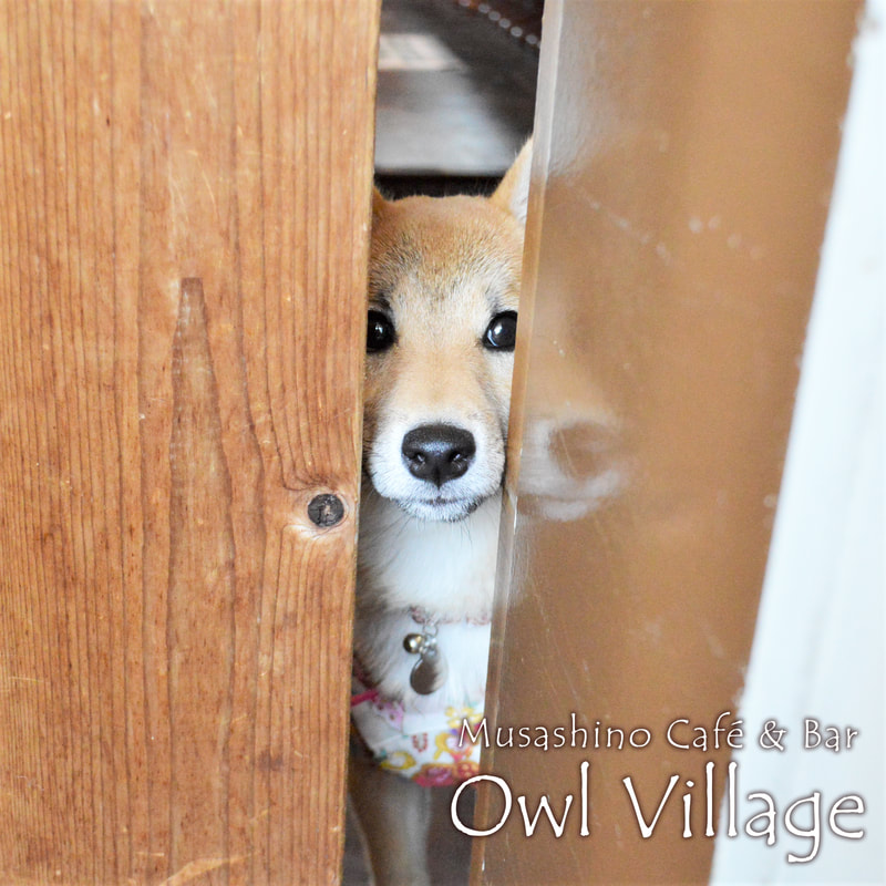 owl cafe harajuku at siba inu hachi is peeking through the door.