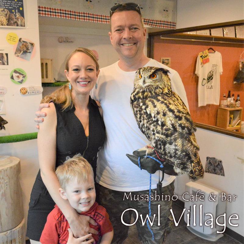 owl cafe harajuku in tokyo social distance-family touch Barn owl