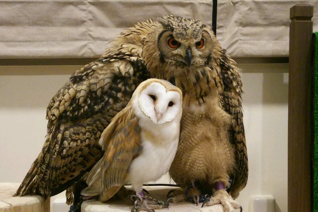 Rock Eagle Owl - Barn Owl - chicks - sister - brother - siblings - different species - cute Owl Cafe-Shibuya-Tokyo-Tokyo₋Harajuku₋9th Anniversary₋Anniversary