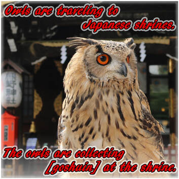 our owls travelng to japanese shrincs
