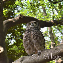 owl cafe harajuku African Eagle owl-spica