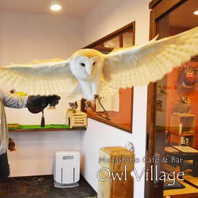 owl cafe harajuku options course-1