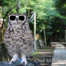 Owl wearing sunglasses sibuya hikawa shrine