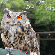Eurasian Eagle Owl goes to Meiji Jingu owl cafe harajuku shop