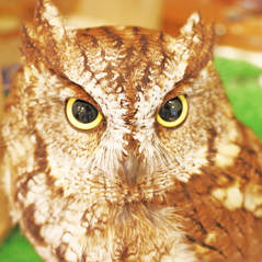 owl cafe harajuku Westem screech owl-Great Muta