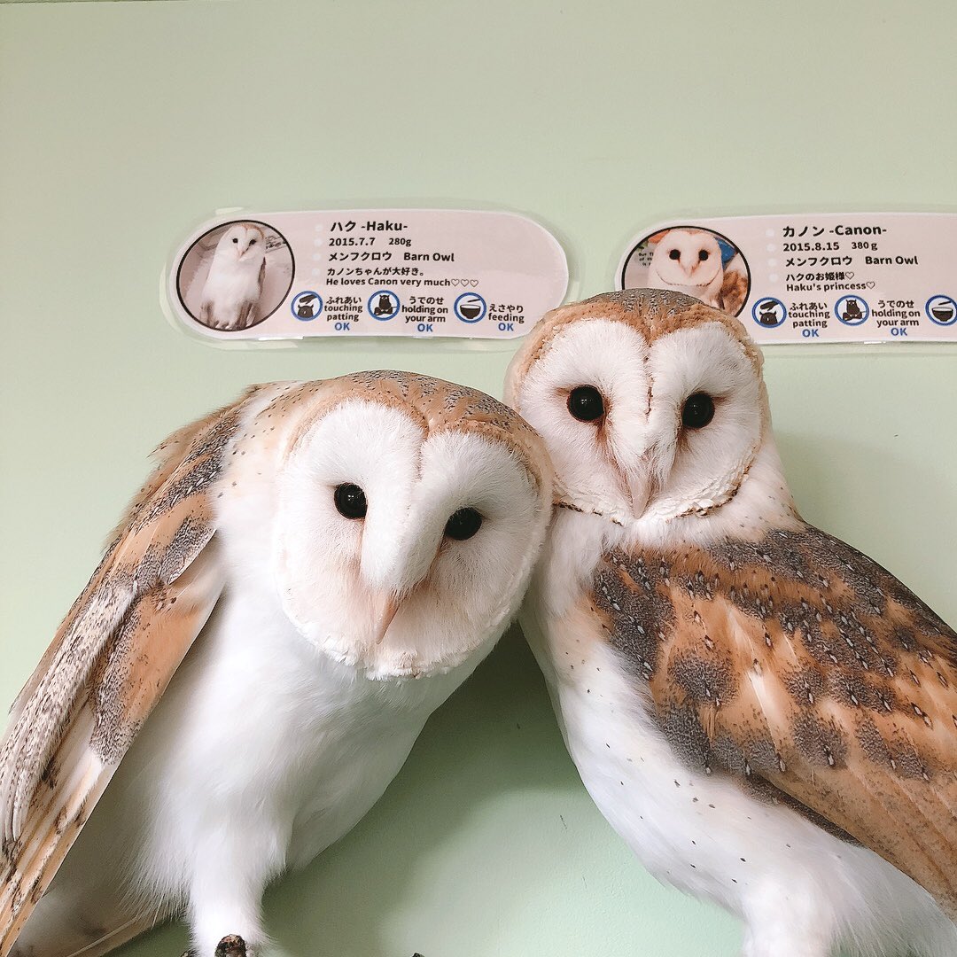 Owl - Owl Cafe - Harajuku - Tokyo - Shibuya ₋Usage Fees₋ Owl Village₋ Tawny Owl - Ural Owl - Hybrid - Motteld Owl - Eurasian Eagle Owl -Rock Eagle Owl₋ Barn Owl