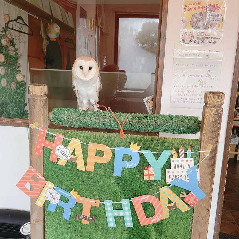Ural-Awl - Tawny Owl - Hybrid - Mix - Birthday - Present - Land of the Moon - Purchase -Photo -Card -barn Owl -Song -Acrylic Keychain -Acrylic Keychain -Illustration -Birthday party-Garland