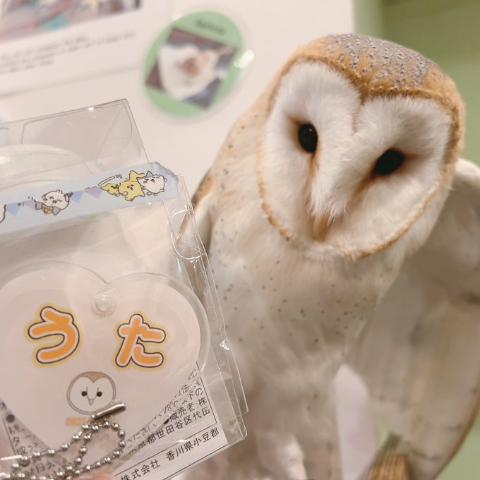 Ural-Awl - Tawny Owl - Hybrid - Mix - Birthday - Present - Land of the Moon - Purchase -Photo -Card -barn Owl -Song -Acrylic Keychain -Acrylic Keychain -Illustration 