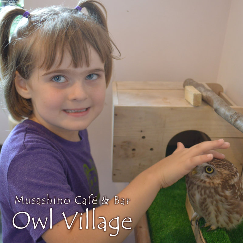 owlcafe harajuku Pretty girl touches an owl