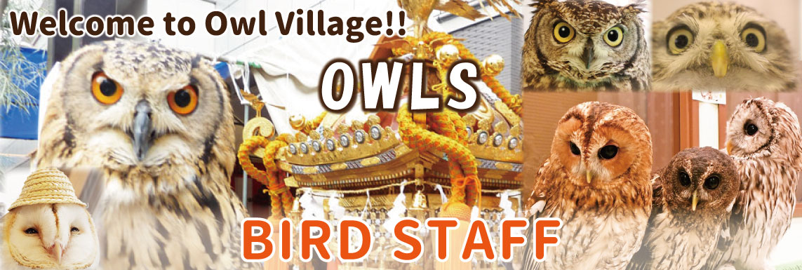 owl cafe harajuku owls Birds staff-all