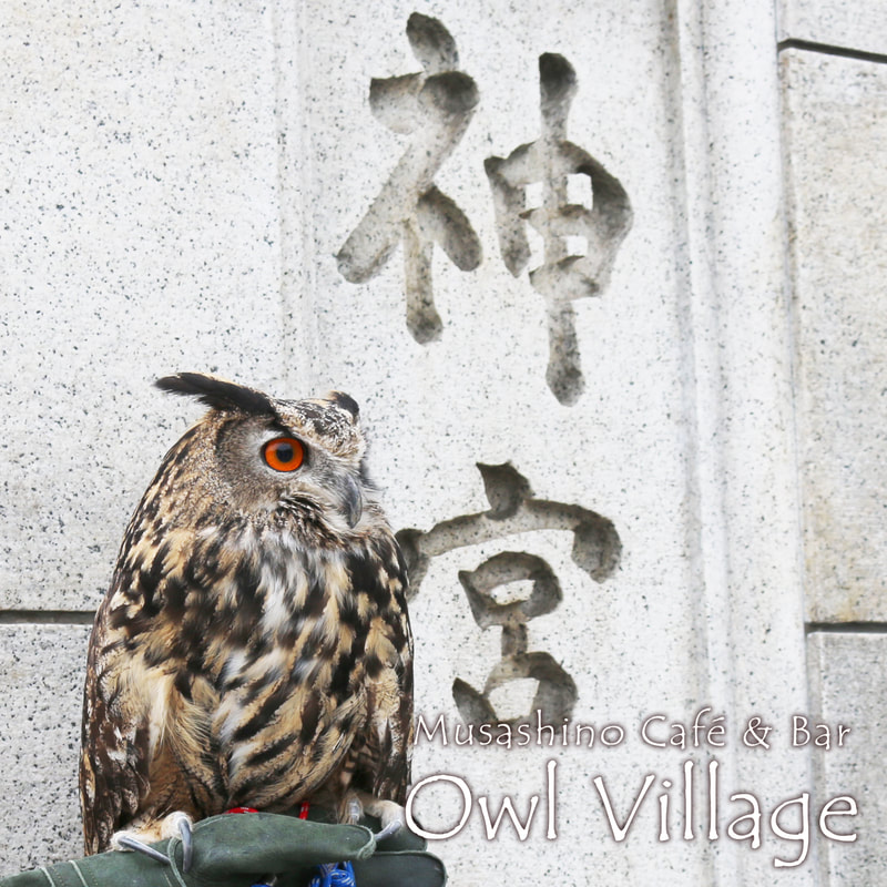 Eurasian Eagle Owl meijijingu harajuku at owlcafe