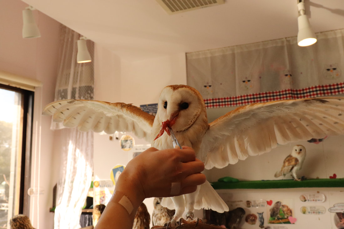 Rock Eagle Owl - Owl Cafe - Harajuku₋ Shibuya - Tokyo - Feeding - Donation - Fundraising - Thanks₋ Tawny Owl - Barn Owl