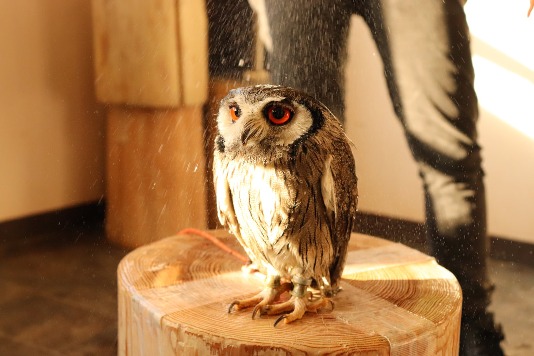 White-faced Scops Owl