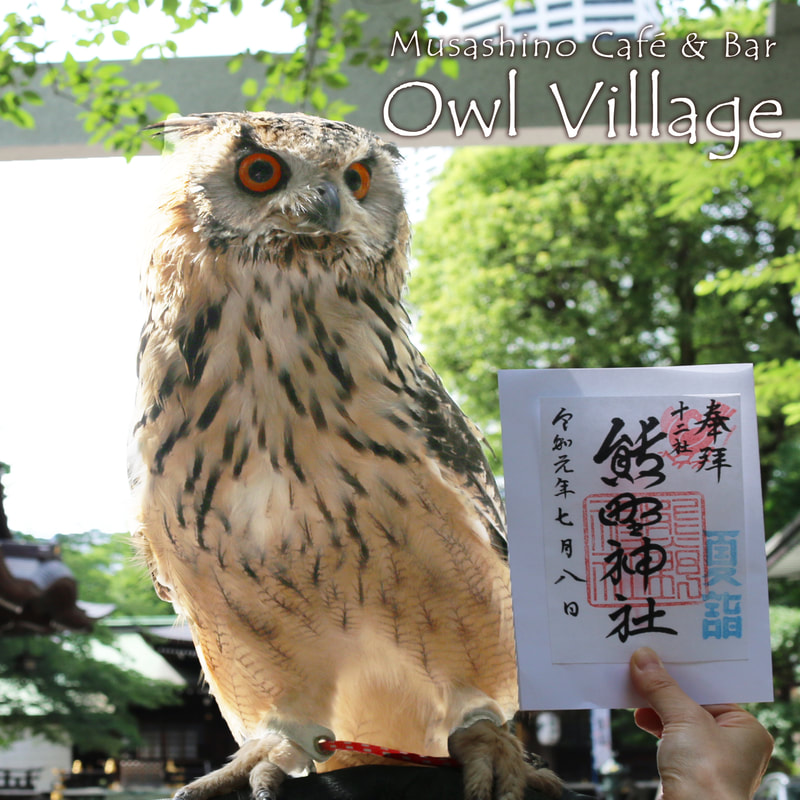Bengal Eagle Owl at sinjuku kumano shirine in harajuku owlcafe