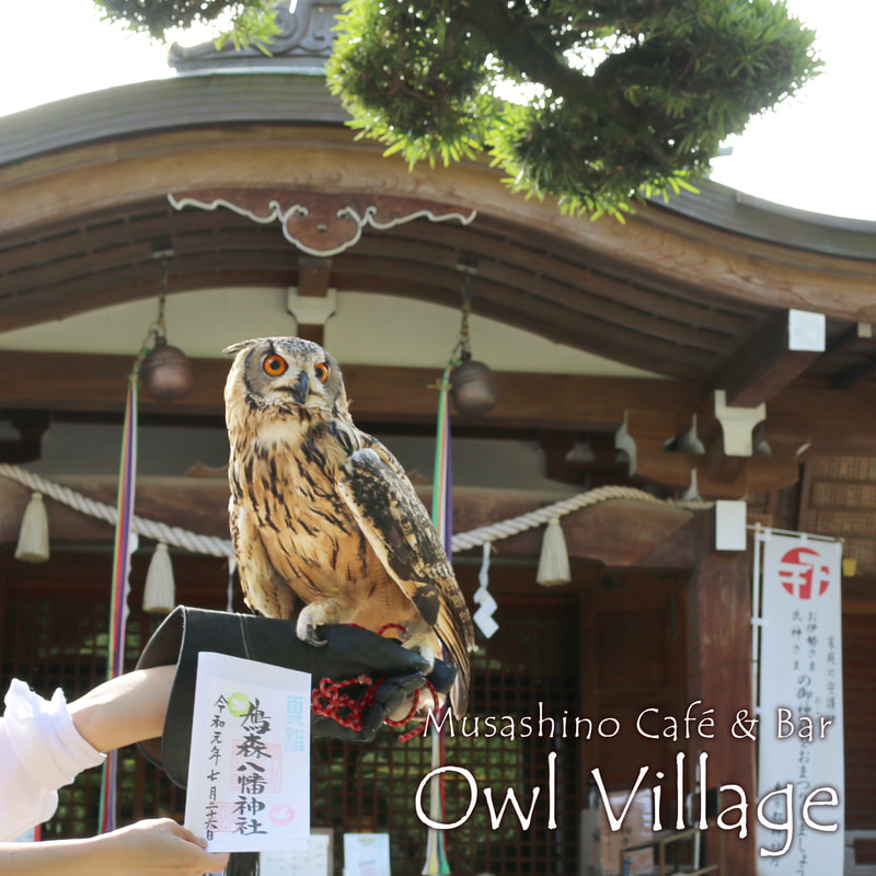 Bengal Eagle Owll at  sinjuku hatonomori shrine in harajuku owlcafe