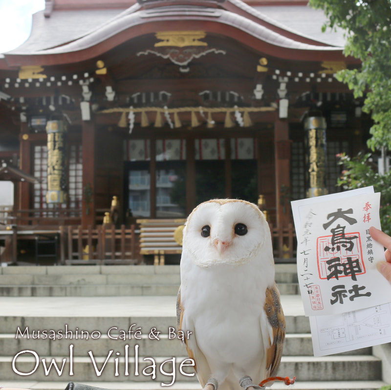 Barn Owl at  meguro ootori shrine in harajuku owlcafe
