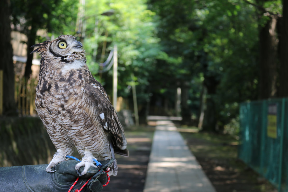 African Eagle Owl - Walking - Training - Avian Influenza - Ministry of Agriculture, Forestry and Fisheries - Alert - Owl Village - Owl Cafe - Harajuku - Shibuya -Tokyo - cute