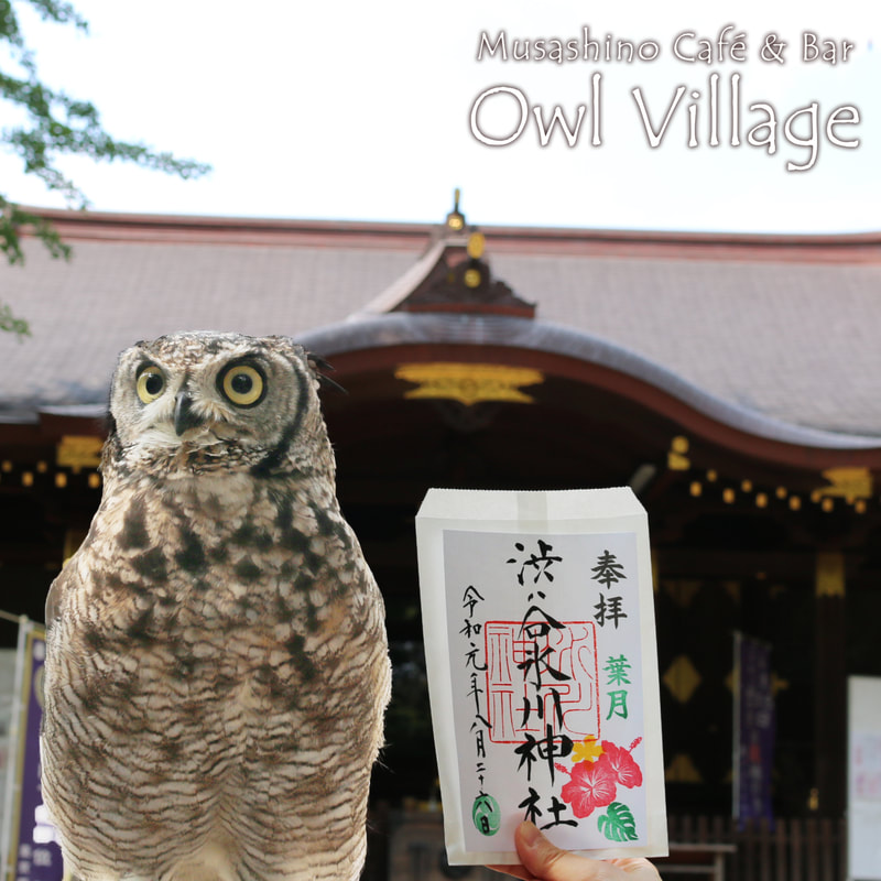 Spotted Eagle Owl at  sibuya hikawa shrine in harajuku owlcafe